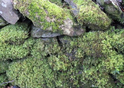 Close up image of a mossy dry stone wall