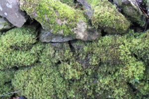 Close up image of a mossy dry stone wall